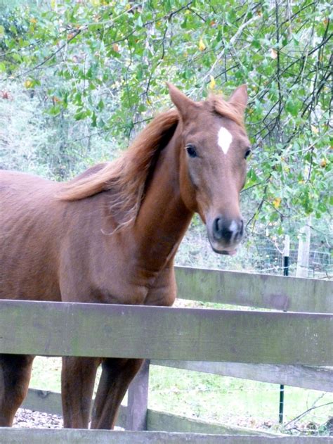 myflixer broken horses|Arab x Quarter Reg. .